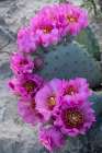 Utah Beavertail prickly pear cactus-Factory Butte-Upper Blue Hills Art Print